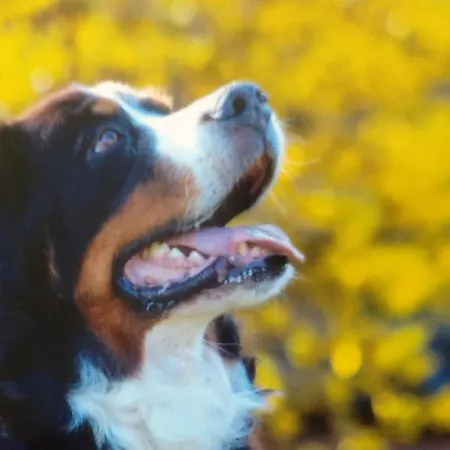 Daire Sonnenschein *