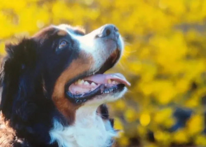 Διαμέρισμα Sonnenschein *